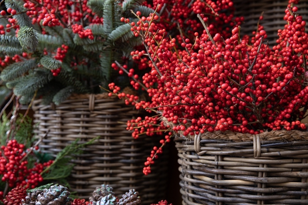 Top Five Winter Interest Plants For Your Garden And Balcony Conkers