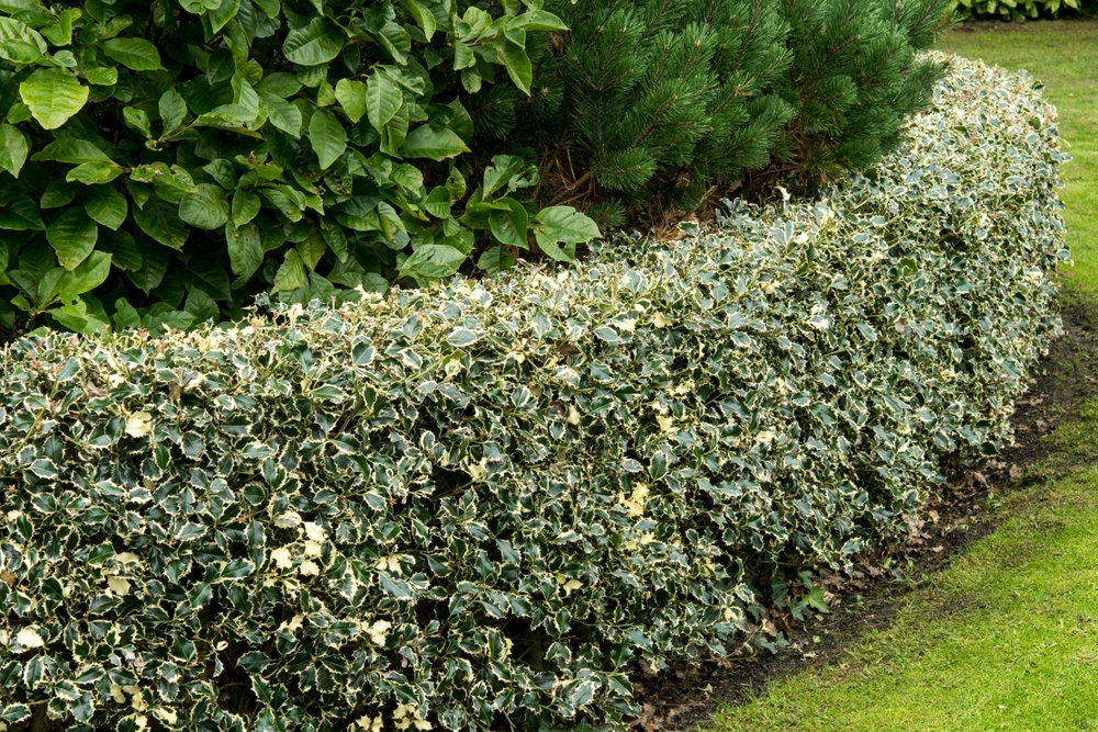 10-great-shrubs-and-hedging-plants-conkers-garden-centre