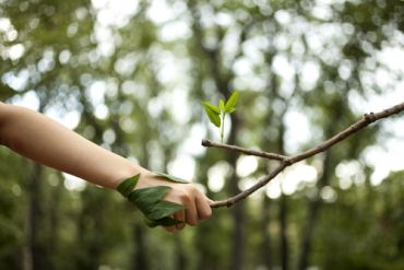 Ash dieback alert