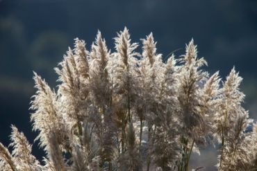 Cutting back ornamental grasses