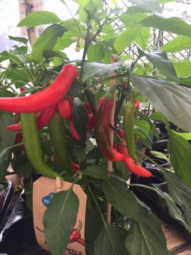 Feeling Chilli?