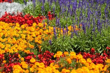 Gardening in prison