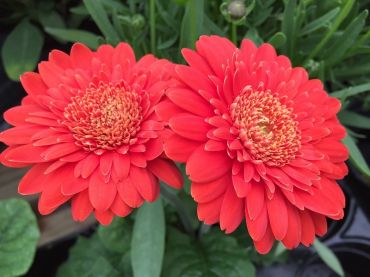 Glorious Gerbera