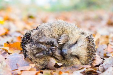 Hedgehog housing