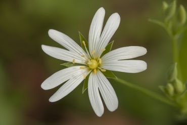 Keep up with the winter weeding