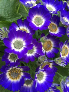 Lovely Cineraria