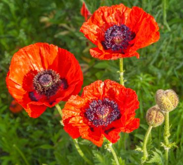 Plant of the Week: Oriental Poppies