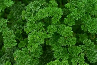 Plant of the Week: Parsley