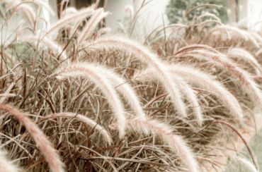 Plant of the Week: Pennisetum