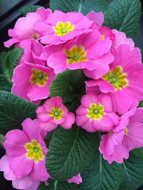 Plant of the Week: Primula