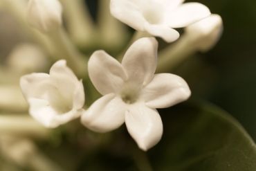 Plant of the Week: Stephanotis