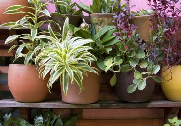 Plant yourself some productive pots!