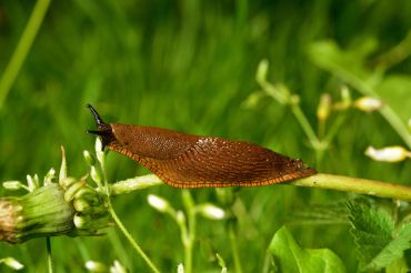 Tackle Slugs