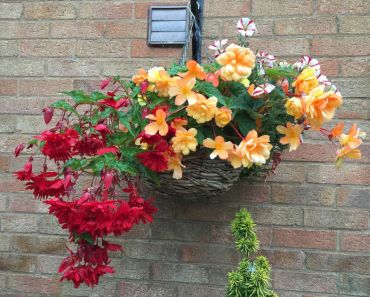 Top 5 plants for hanging baskets