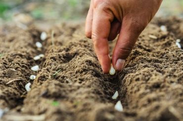 Veggie seeds