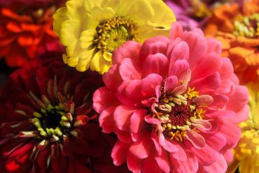 Zinnia ‘Zany Rose Picotee’ = flower of the year!